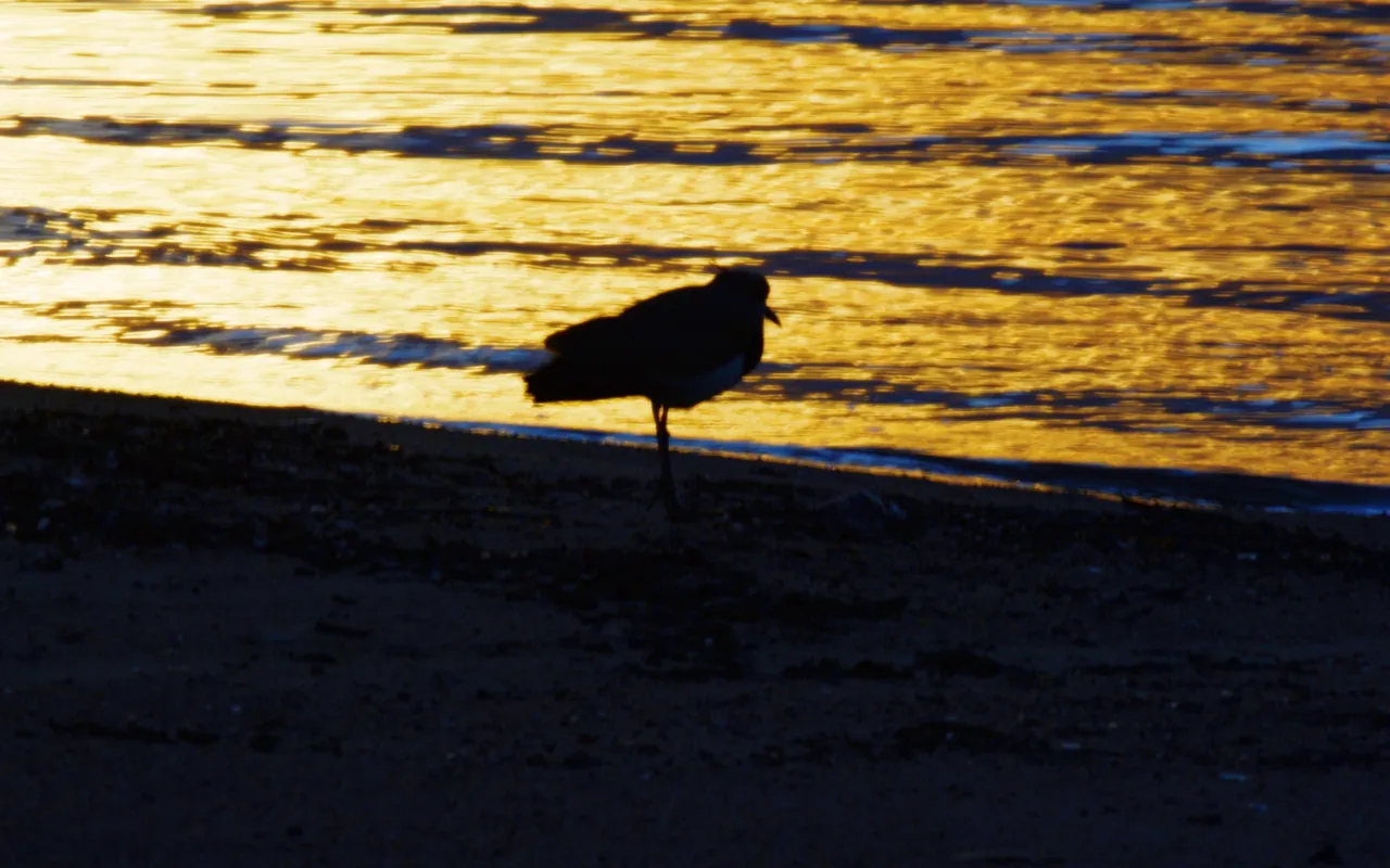 Ave na orla de Cacupé ao pôr do sol, em setembro de 2015
