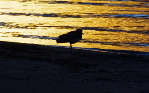 Ave na orla de Cacupé ao pôr do sol, em setembro de 2015