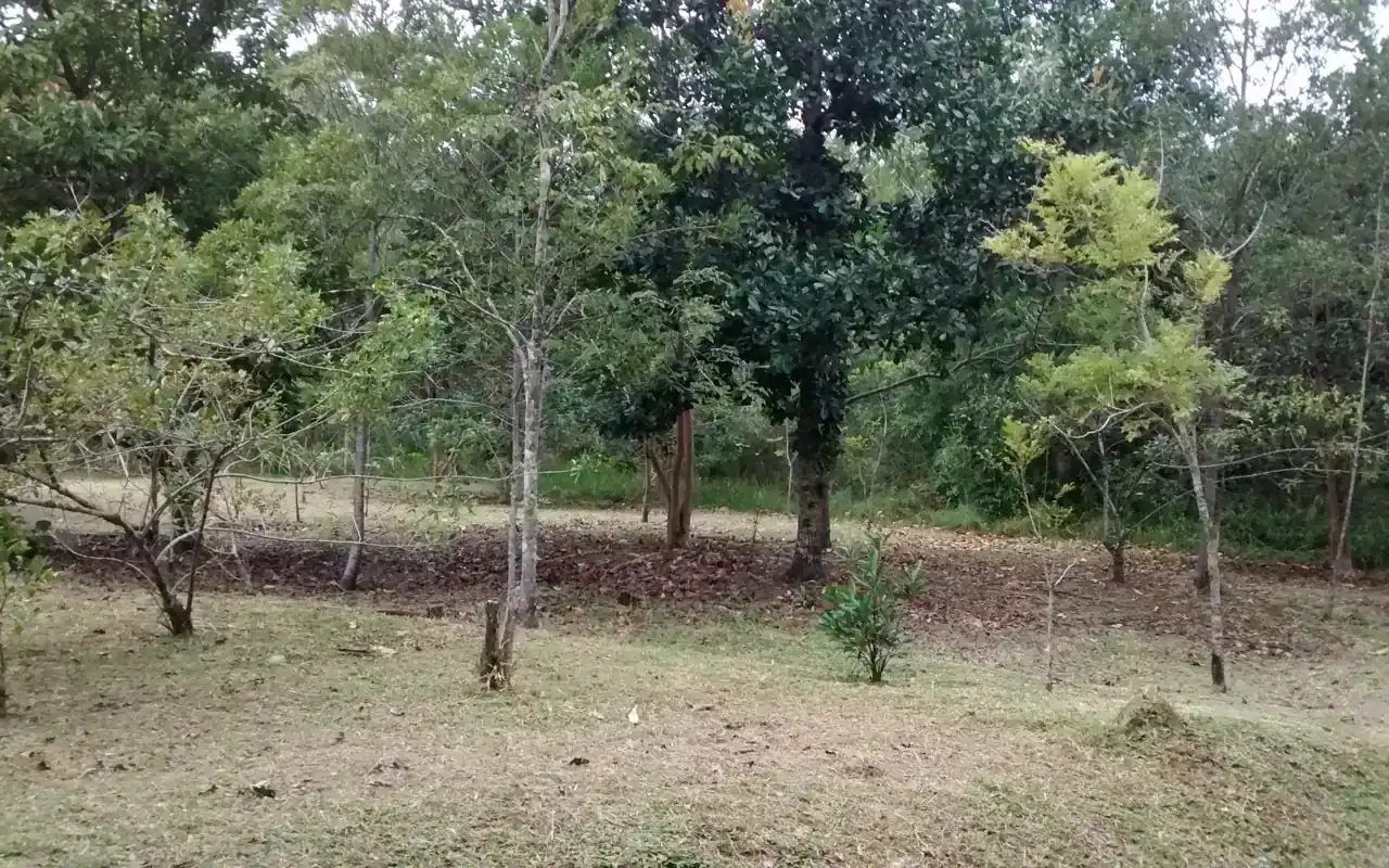 Vegetação no Parque Ecológico do Córrego Grande em abril de 2016