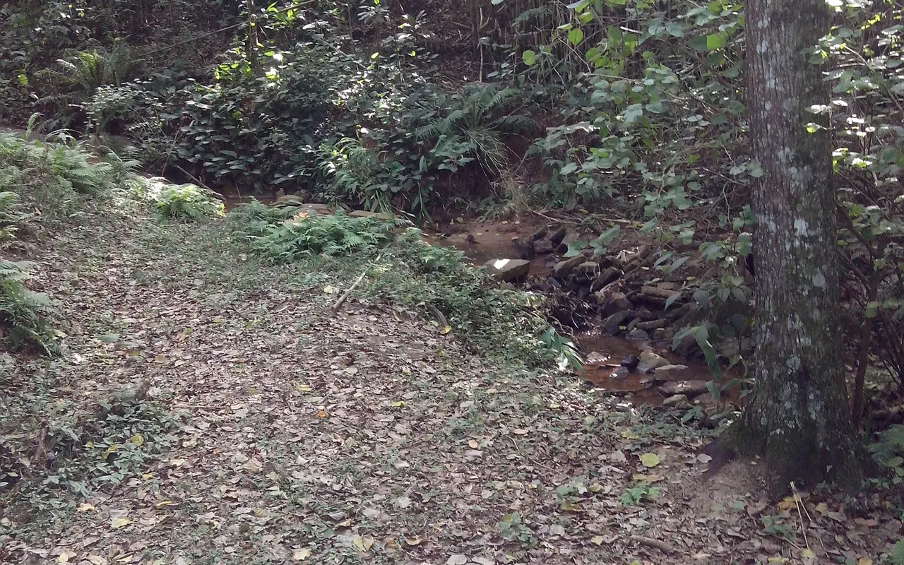 Bosque no campus Trindade da UFSC, fotografado em maio de 2014.