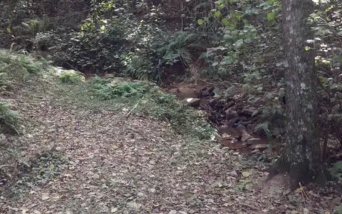 Bosque no campus Trindade da UFSC, fotografado em maio de 2014.