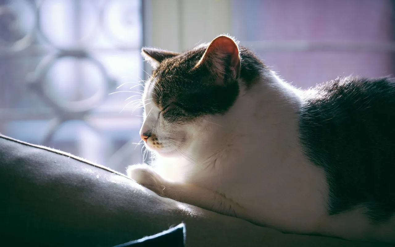 Gato descansando em sofá em fotografia ilustrativa.